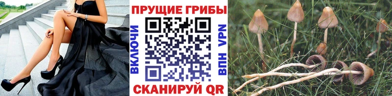Псилоцибиновые грибы Cubensis  где купить   Дятьково 